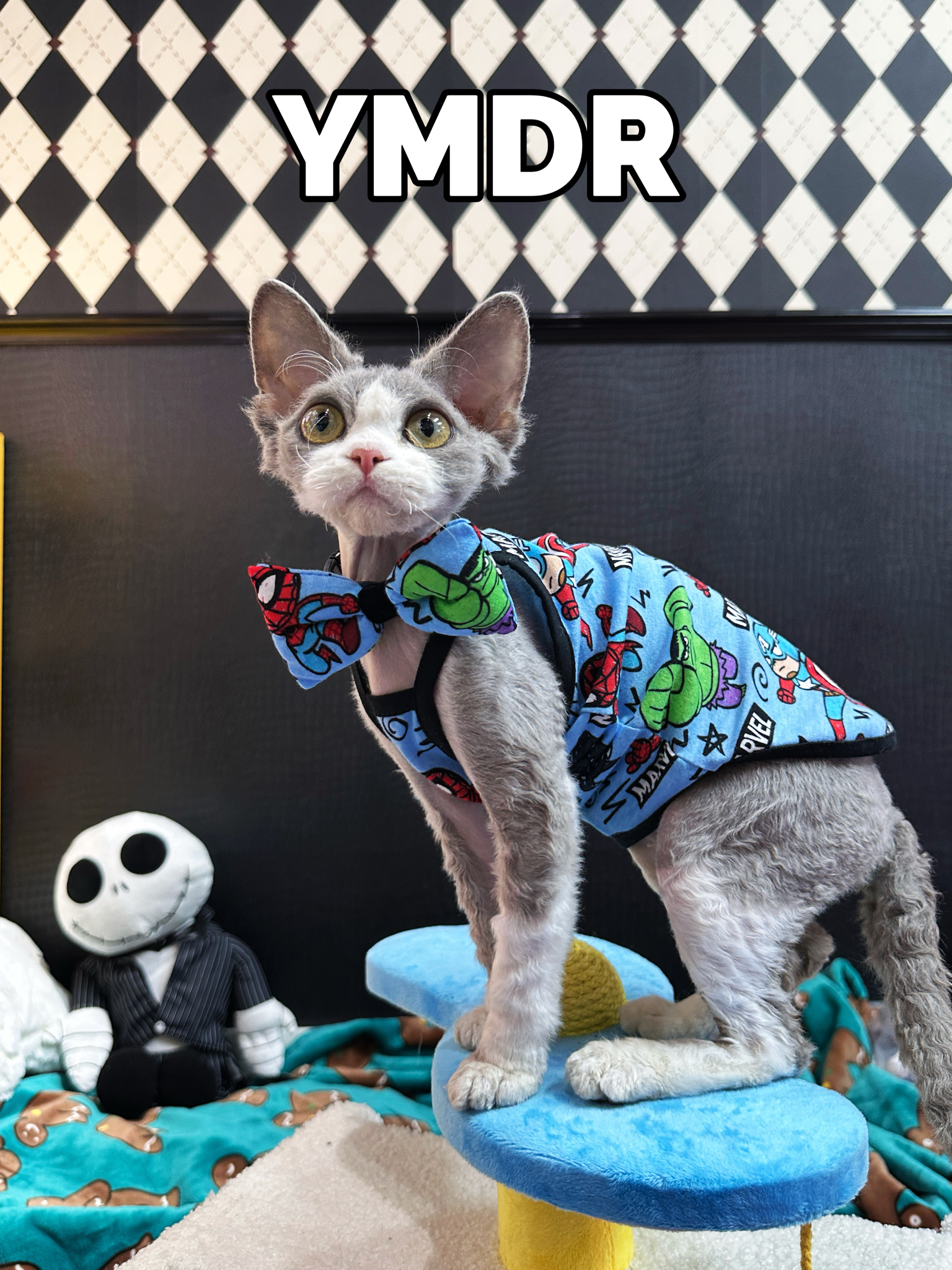 YMDR德文猫衣服无毛猫衣服夏日款
