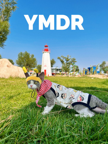 YMDR德文猫帽子德文衣服夏季福利
