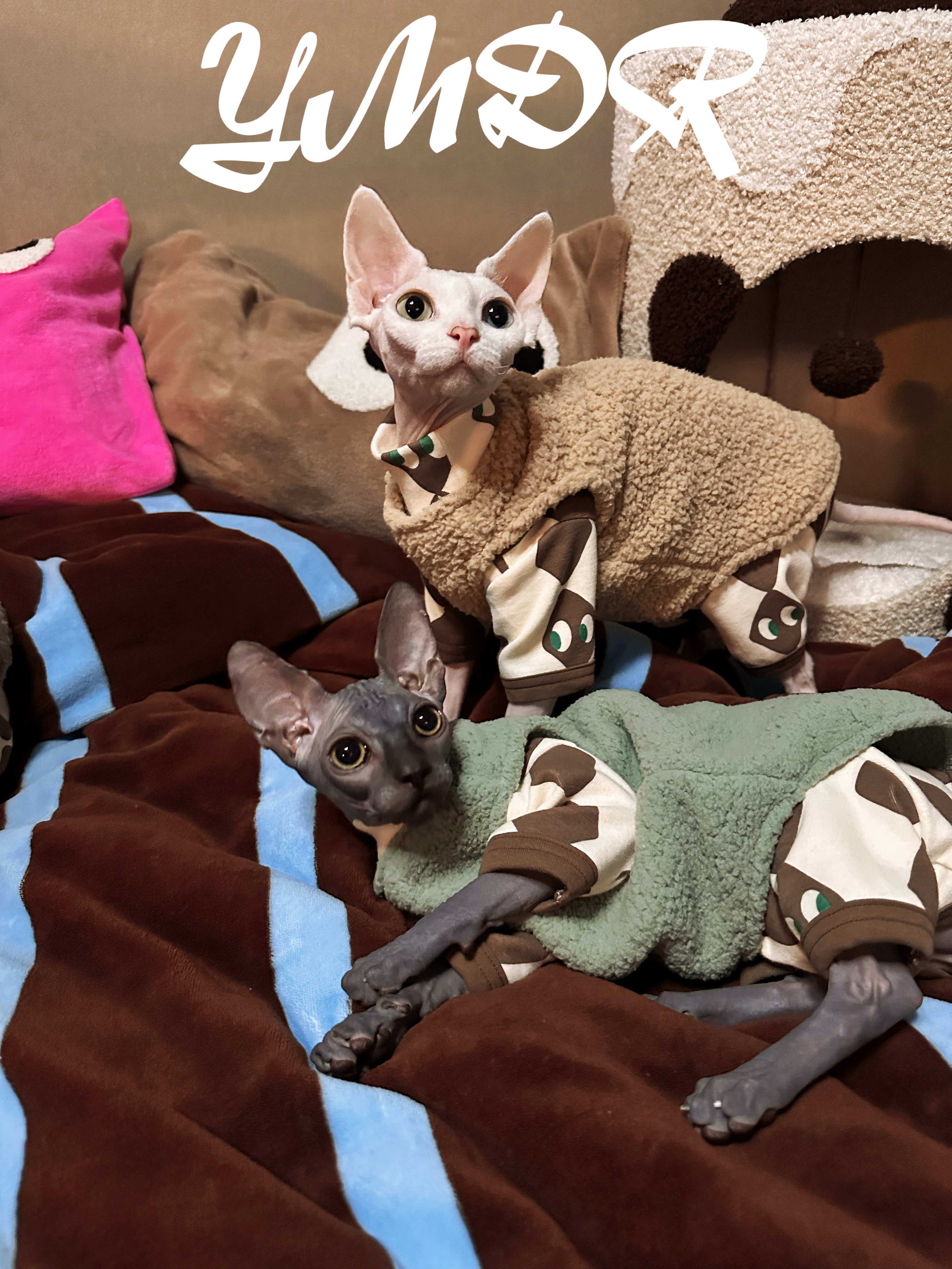 德文衣服YMDR无毛猫衣服冬款马甲