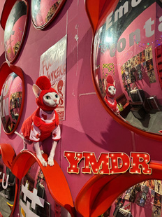 YMDR新年大吉鸿运当头无毛猫德文猫红色新年套装 可爱保暖小马甲