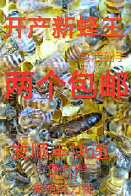 中蜂蜂王种王优质种良高产蜜开产双色阿坝土蜂本地处女王活体中锋
