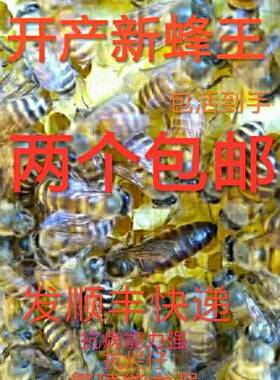 中蜂蜂王种王优质种良高产蜜开产双色阿坝土蜂本地处女王活体中锋
