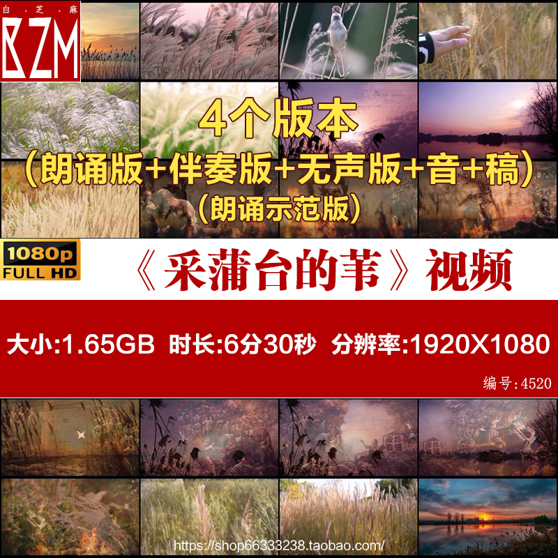 采蒲台的苇朗诵背景视频19齐越节比赛散文配乐伴奏芦苇白洋淀素材