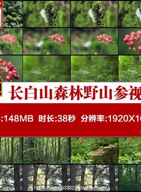 长白山森林中的野山参 人参的红色果实 高清实拍视频素材