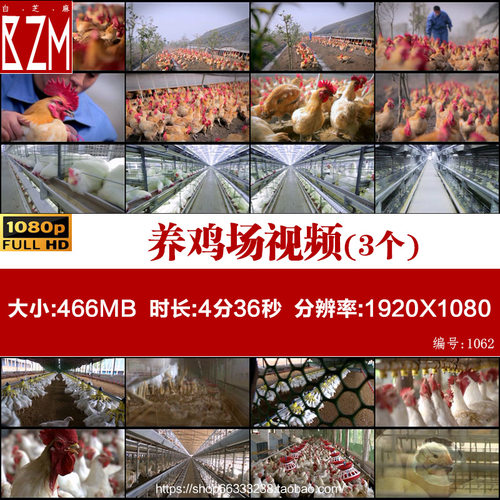 养鸡场规模化肉鸡鸡苗雏鸡集约化现代化养殖业产蛋鸡高清视频素材