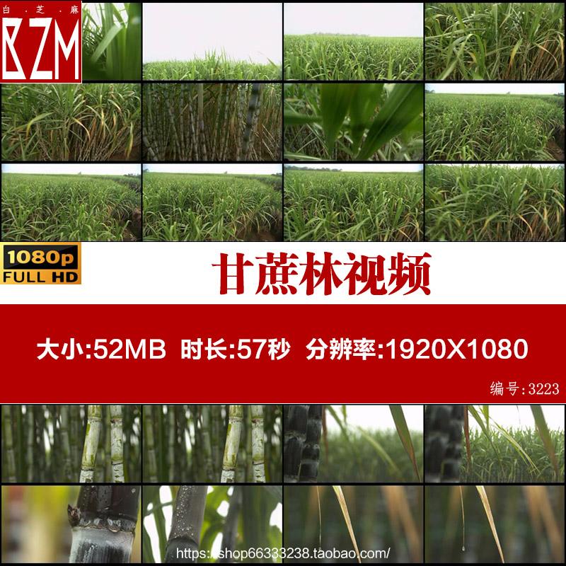 航拍甘蔗林南方农田甘蔗特写高清实拍视频素材
