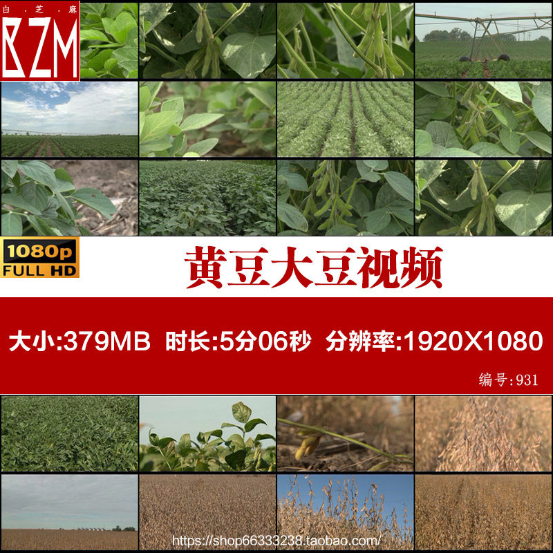 黄豆大豆高清视频豆苗豆秧毛豆种植豆角成熟高清实拍视频素材