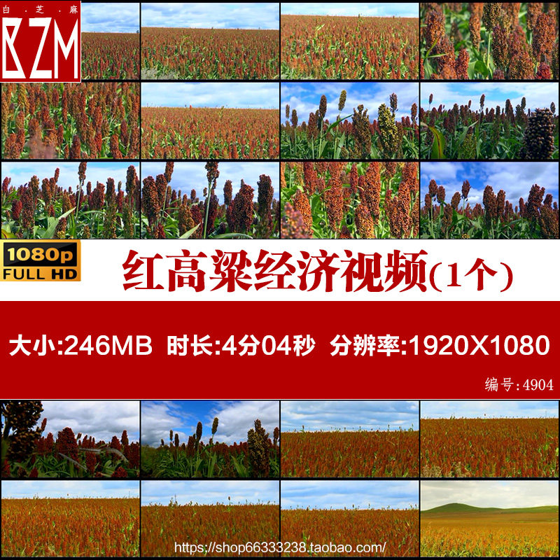 丰收现代科技成熟高粱地红高粱经济作物农业种植农场视频素材,商务/设计服务,短视频制作,淘宝优惠券,粉丝福利购,淘宝优惠卷