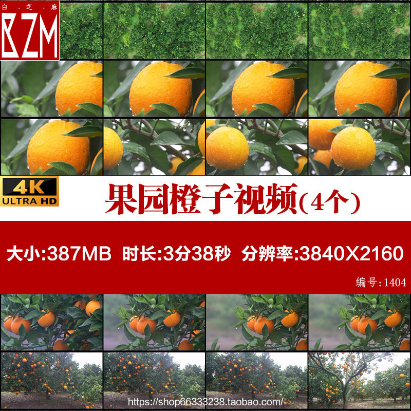 4k航拍果园橙子树林上饱满橙子特写甜橙脐橙新鲜水果果实视频素材