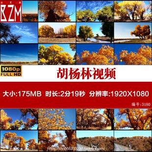 唯美胡杨林內蒙古额济纳旗旅游秋天自然风光高清实拍视频素材