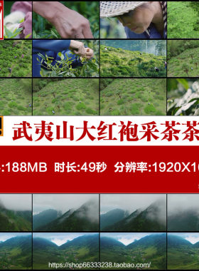 福建武夷山茶山云雾茶农茶田茶树大红袍采茶茶叶茶园视频素材