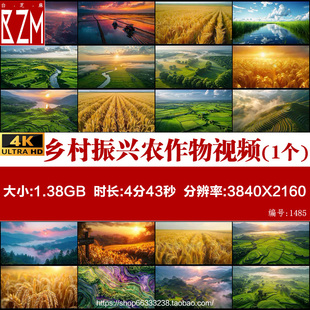 4k乡村振兴农作物五谷鱼米之乡水稻收割农业丰收田地背景视频素材