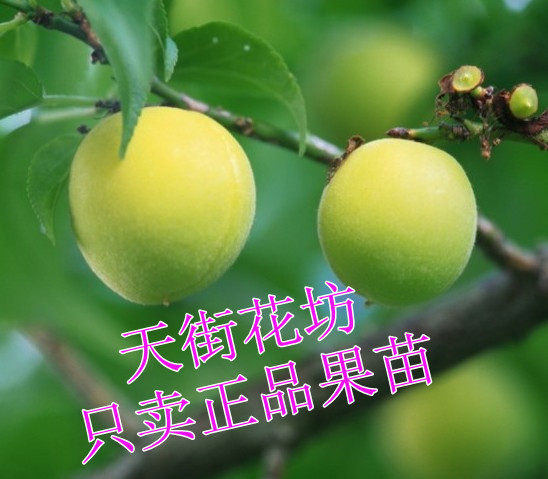 浙江发货宁波青梅树苗盆栽青梅苗梅子嫁接苗特价18元包邮果树果苗