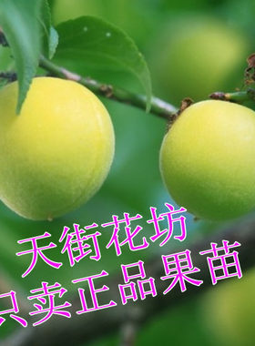 浙江宁波盆栽嫁接苗18元包邮