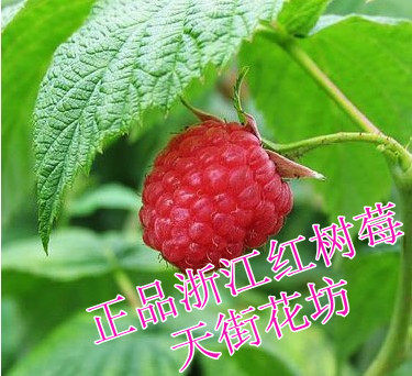 纯正浙江红树莓树苗 盆栽木莓覆盆子红树莓苗包邮 果树果苗