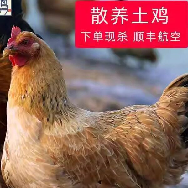 正宗土鸡农家散养2年老母鸡安徽草鸡自养活鸡现杀 月子鸡笨鸡乌鸡
