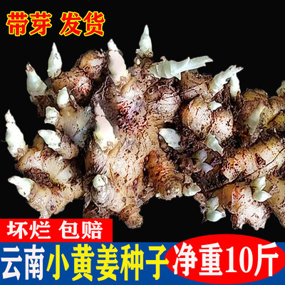 云南正宗小黄姜种子月子老姜催芽