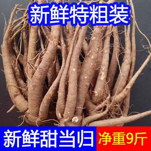 煲汤食材蔬菜9药材 包邮 云南新鲜甜当归西归芹根整根散装 独角归1斤