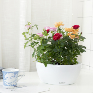 新款自动吸水懒人花盆特大绿萝蝴蝶兰桌面客厅花架双层树脂花