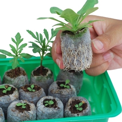 挪威进口培养育苗块