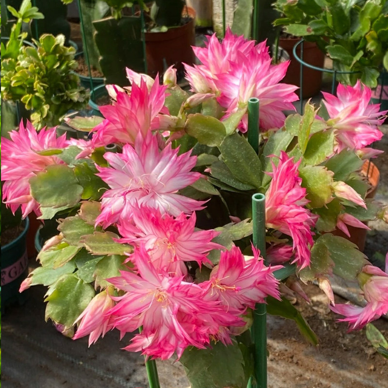 新品大花重瓣蟹爪兰盆栽