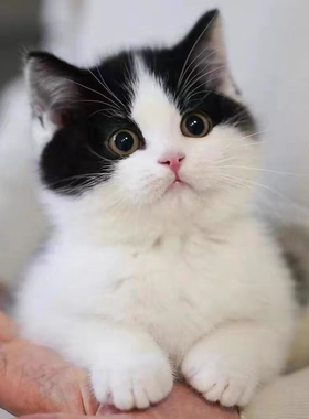 中华田园猫狸花猫幼崽橘猫幼猫黑白奶牛猫活体白猫黑猫三花猫虎斑