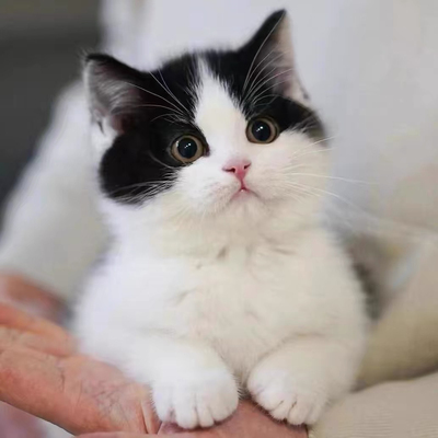 中华田园猫狸花猫幼崽橘猫幼猫黑白奶牛猫活体白猫黑猫三花猫虎斑