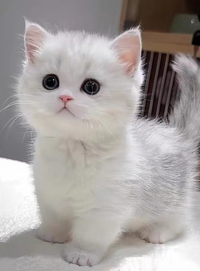 中华田园猫橘猫幼崽狸白黑猫白猫蓝猫三花猫奶牛猫狸花猫抓老鼠猫