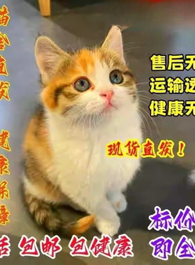 家养中华田园猫幼猫真猫狸花猫幼崽抓老鼠小土猫小猫橘猫白猫黑猫