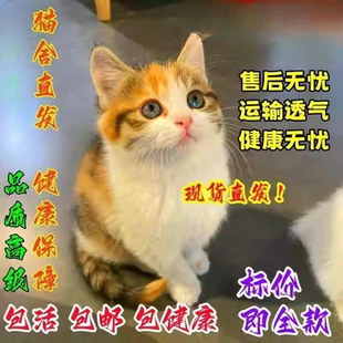 家养中华田园猫幼猫真猫狸花猫幼崽抓老鼠小土猫小猫橘猫白猫黑猫