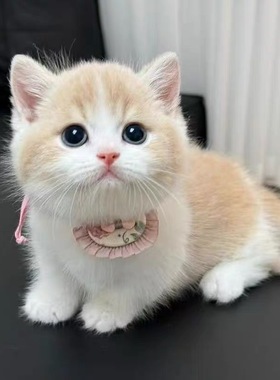 中华田园猫橘猫狮子猫狸花猫幼崽三花猫奶牛猫黑猫白猫蓝猫幼崽