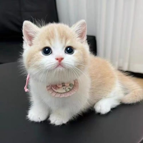 中华田园猫橘猫狮子猫狸花猫幼崽三花猫奶牛猫黑猫白猫蓝猫幼崽