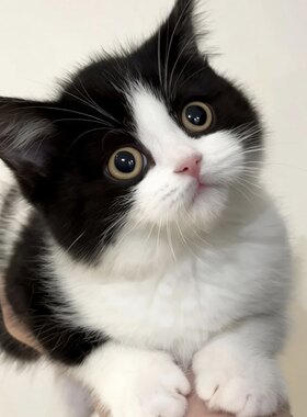 中华田园猫橘猫狮子猫纯狸花猫幼崽三花猫奶牛猫纯黑纯白蓝猫幼猫