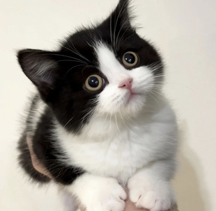 中华田园猫橘猫狮子猫纯狸花猫幼崽三花猫奶牛猫纯黑纯白蓝猫幼猫