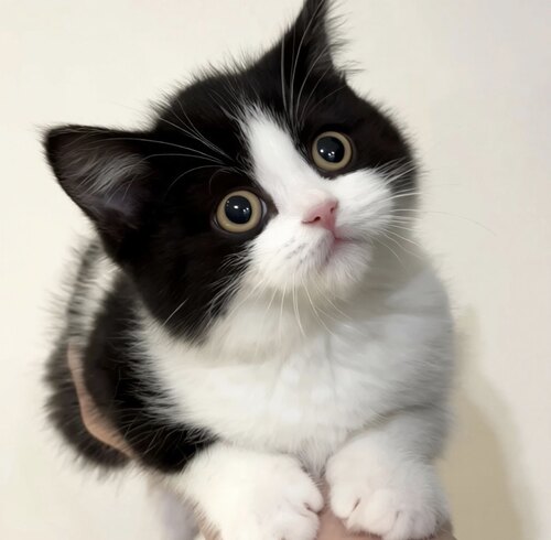 中华田园猫橘猫狮子猫纯狸花猫幼崽三花猫奶牛猫纯黑纯白蓝猫幼猫