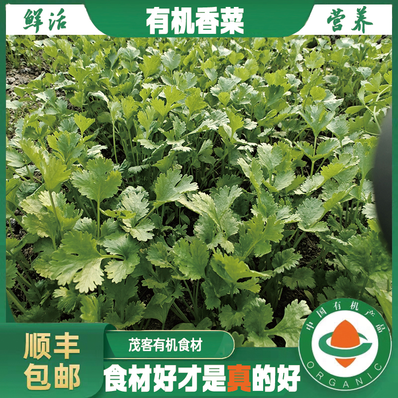 有机香菜新鲜浓香无污染鲜嫩当季