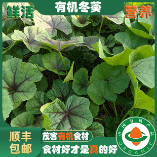 冬日尝鲜有机冬葵冬寒菜新鲜应季蔬菜继红有机农场顺丰火锅配菜