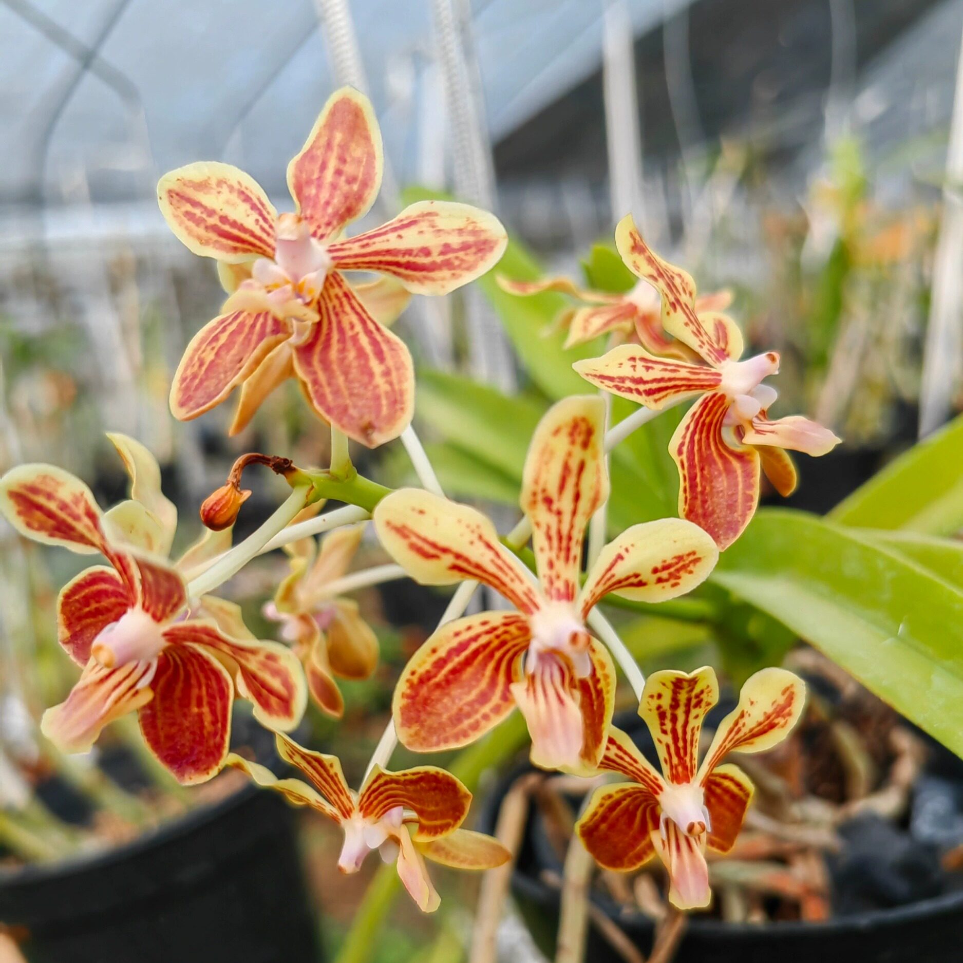 台湾雅美万代兰 红花个体