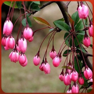 绿植盆栽苗树桩当年开花垂丝海棠