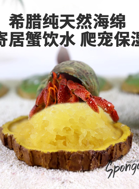 寄居蟹爬宠水盆天然海绵进口防溺水无异味喝水饮水垫脚保湿