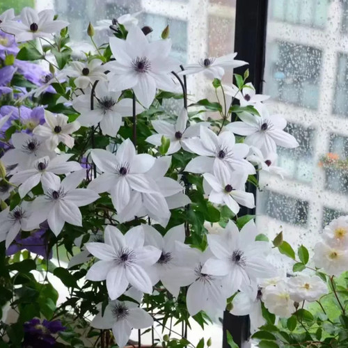 木规子（F系）大型丰花爬藤铁线莲 庭院 地栽 耐热