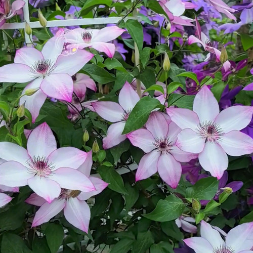 美好回忆（F系）大型丰花爬藤铁线莲 庭院 地栽 耐热