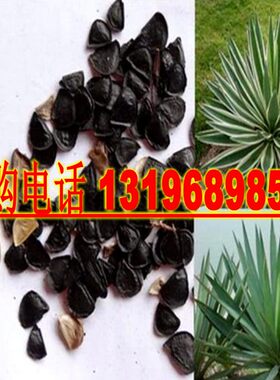 龙舌兰当年新采种子