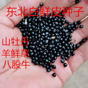 东北白鲜皮种子中药材八股牛山牡丹苗中草药春秋庭院观花入药种籽