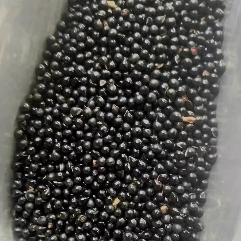 白鲜皮种子新采药材种籽春秋播种八股牛山牡丹羊鲜草中草药发芽高 - 实物图