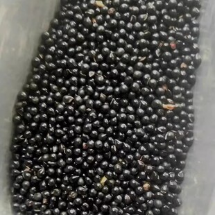 白鲜皮种子新采药材种籽春秋播种八股牛山牡丹羊鲜草中草药发芽高
