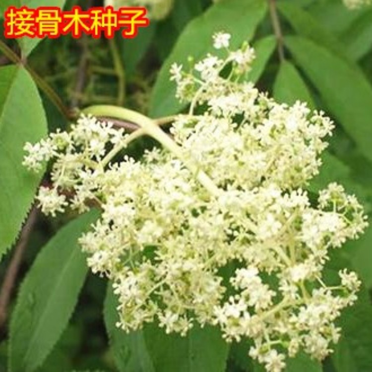 接骨木种子 公道老,扦扦活,马尿骚,大接骨丹种子 中药材种籽