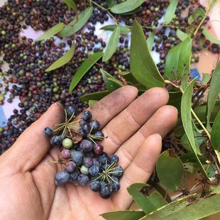 白肉土茯苓种籽500g新鲜云伏苓种子广东金刚藤老火靓汤食用块根