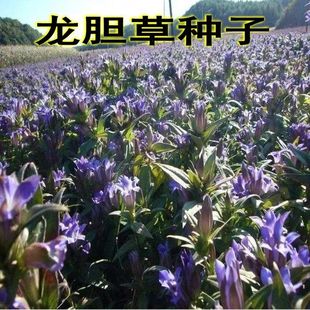 龙胆草种子 中药材种子 地胆头种子 磨地胆 鹿耳草 三花龙胆 包邮