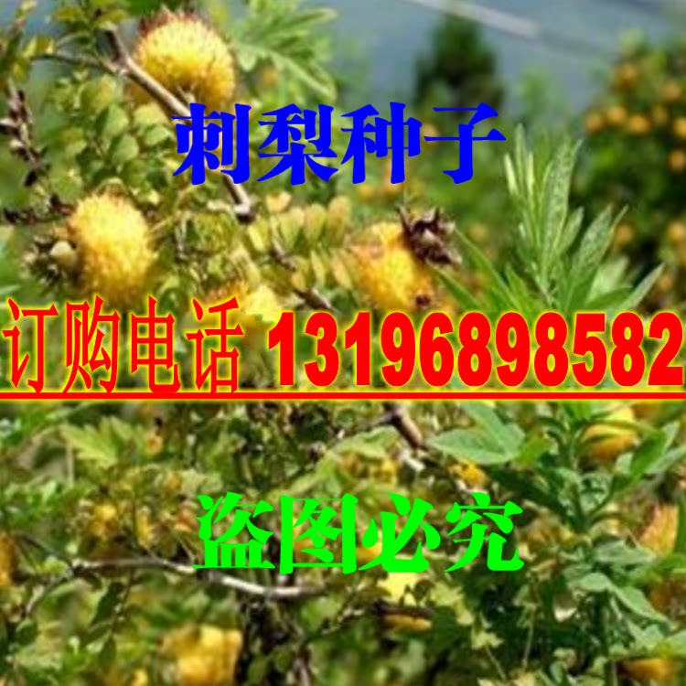 野生刺梨种子 刺果茶藨子 刺梨果 制作果汁和果酒 也可以泡酒包邮
